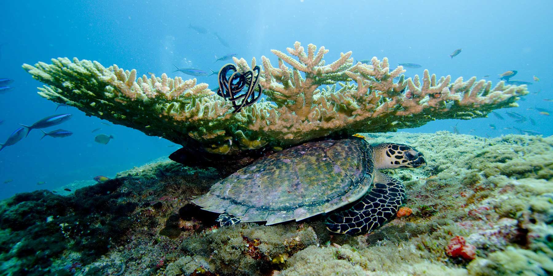 corals and turtle